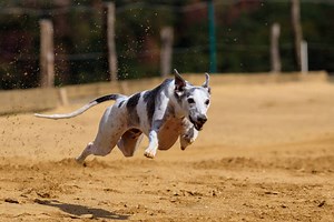 Is A Whippet Faster Than A Greyhound? - Finally, The Answer
