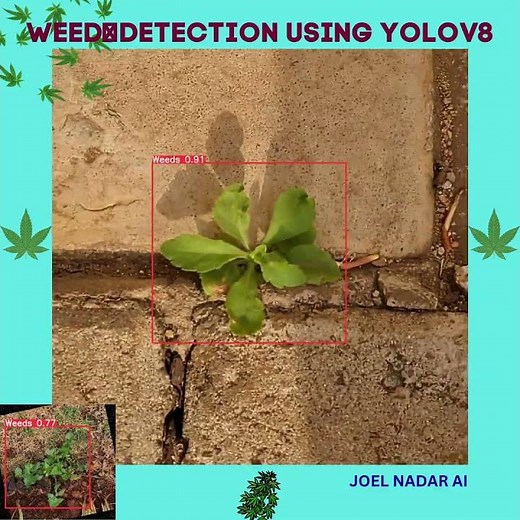 Weed detection using yolov8. #yolov8 #yolov5 #yolov7