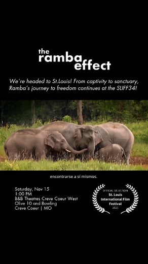 🐘✨ We’re headed to St. Louis! THE RAMBA EFFECT is honored to be an Official Selection of the St. Louis International Film Festival @stlfilmfest and will screen on Saturday, November 15th at 1:00 PM at B&B Theatres Creve Coeur West Olive 10. This is a story of perseverance, resilience, and what happens when we choose compassion. We’re so grateful to be included and we’d love to see you there. 🎟️ Details in bio #TheRambaEffect #StLouisInternationalFilmFestival #SLIFF34 #ElephantSanctuary #Docume