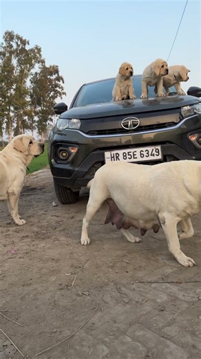 Labrador puppy for Sale
