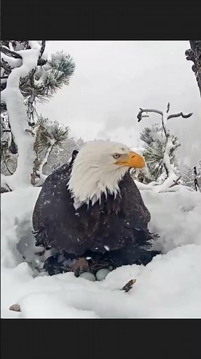 Eagle Nest Cam