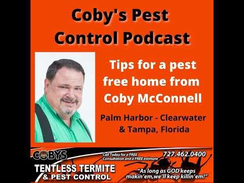 Tentless Termite Treatment Today In Tampa