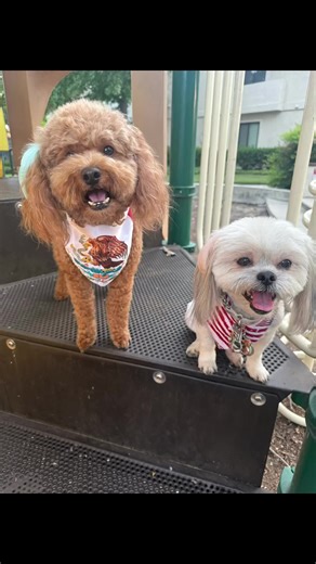 Reese’s Pieces on TikTok