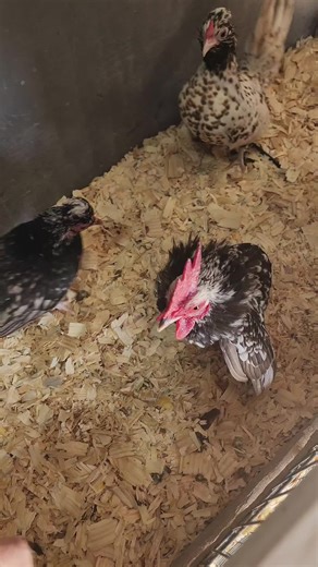 LinkCrazyCritters on TikTok