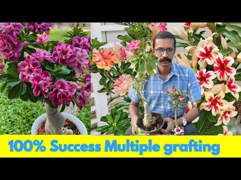 Simple Method of Multiple Grafting Adenium plant || How to graft desert Rose