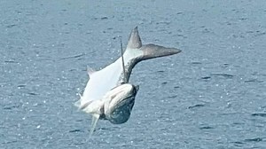 Wait for it: A giant leaping tarpon