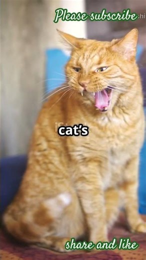 Decoding your Cat’s Secret Signal!#catcare #pettips #catsofyoutube