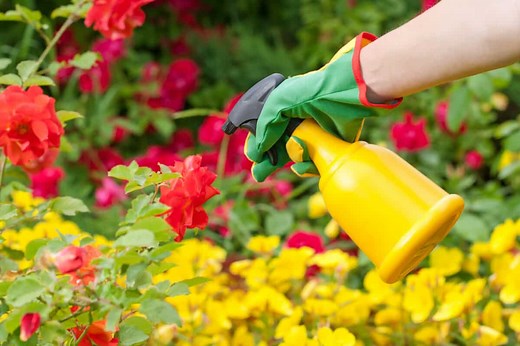 Can You Use Fairy Liquid On Plants? (What Gardening Experts Think)
