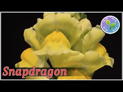 SnapDragon Flowers Bloom Time Lapse | Flower Time Lapse 4K