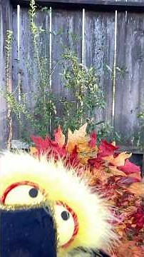 A Creepy Crawly Costume Scares a Pumpkin Puppet #halloween #spider #scare #pumpkin #puppet #comedy