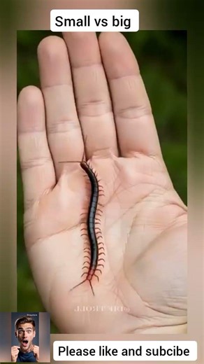 🥰😮small vs big animal change#short#usa