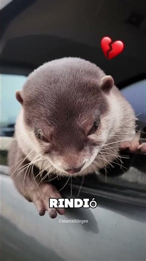 This girl made the little otter happy 🥺❤️