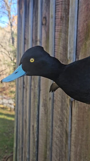 Lesser scaup committed to the long lines... #waterfowl #waterfowltaxidermy #westernny #ducksunlimited #taxidermy #duckmount #duck #taxidermist #duckhunting #rafttaxidermy | Raft Waterfowl Studios