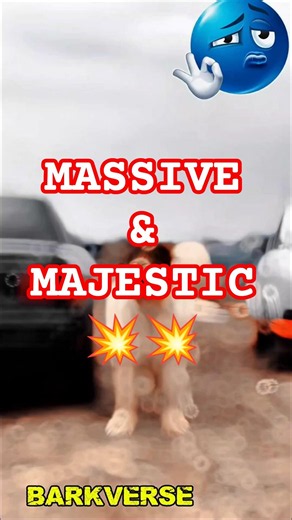 The Alabai That Makes Everyone Stop and Stare | Ultimate Guardian Dog