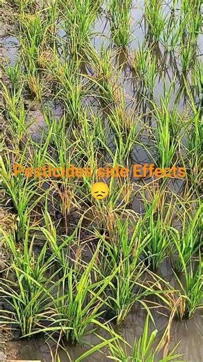 pesticides side effects 😞😞#farming #kisan
