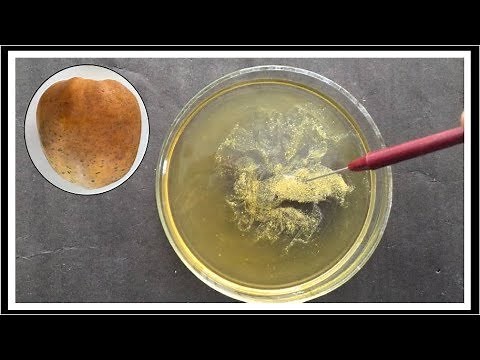 Isolation of DNA from Papaya | Extraction of DNA from Papaya Fruit | Papaya DNA Separation Practical
