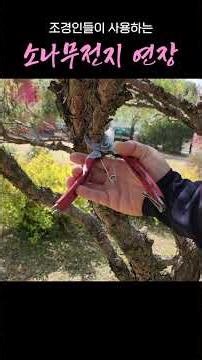 Pine pruning tools used by landscapers! Equipment for pine cell #PinePruning #PineCare #Pruning