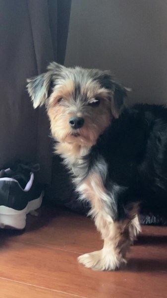 Pueden creer que así está nuestra Emita 🥹♥️ es hermosa (aún muy peleadora por todo lo que tuvo que pasar en su historia y nunca sabremos la cantidad de abusos que vivió) y luchando con su cancer pero se nota como ha mejorado y que hoy es más feliz. Gracias Benito estés donde estés por haberla traído hasta nuestra familia. Pronto vamos a estar juntos todos, no te hemos dejado de buscar #fyp #ema #emita #rescatada #amorperruno #perrita #teamamos #familia #benito #buscamosabenito #santiago