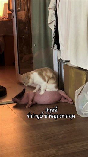 #🐷 #สกุชขี่ #flypシ #ฟิดดดシ | Cute Video Of Animals