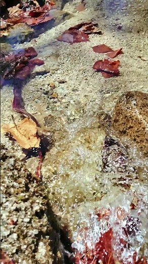 【自然の音】静かに流れる小川のせせらぎ、ストレス緩和、睡眠導入、自律神経を整える、疲労軽減、癒し、リラックス、作業用BGM、瞑想、勉強、ASMR、4K#Shorts#nature#癒し#水の音