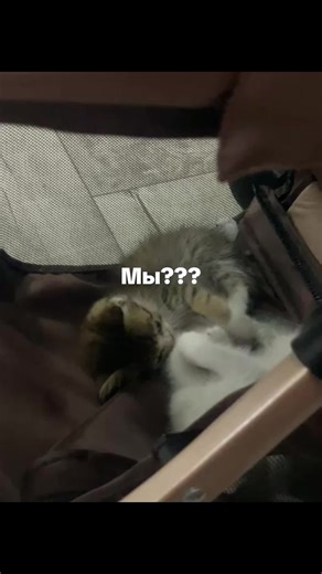 Котята — это детёныши домашней кошки (Felis catus) или других представителей семейства кошачьих. Они появляются на свет после периода беременности, который у кошек в среднем длится 58–67 дней. При рождении котята совершенно беспомощны: они слепы и глухи, практически не способны регулировать температуру тела, имеют очень маленький вес (обычно от 80 до 120 г) и покрыты лишь мягким пушком — развитая шерсть у них ещё не сформирована. В этот период малыши полностью зависят от матери: она обеспечивает