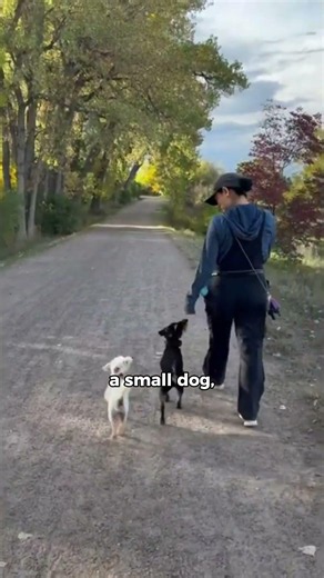 Off-leash Training is possible for ALL Types of Dogs