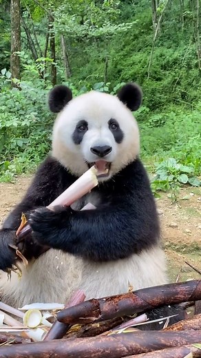 33K views · 491 reactions | Lovely    #panda #cute | Beauty Tips | Facebook