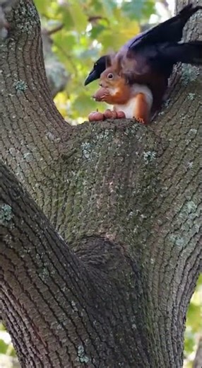 Squirrel's Nutty Showdown: Acorns vs. Crow!