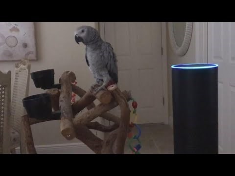 Parrot Gets a Kick Out of Using Amazon’s Alexa to Turn on House Lights
