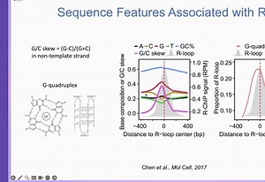 20240521-西湖大学付向东-R-Loop-Induced Genome Instability