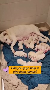 62K views · 1.1K reactions | Dog gives birth to 14 beautiful babies | Mr. LOST DOG | Facebook