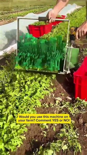 Amazing Vegetable Harvesting Machine in Action | Fast Farm Productivity Tool