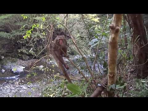 猿の有害駆除(harmful monkey)