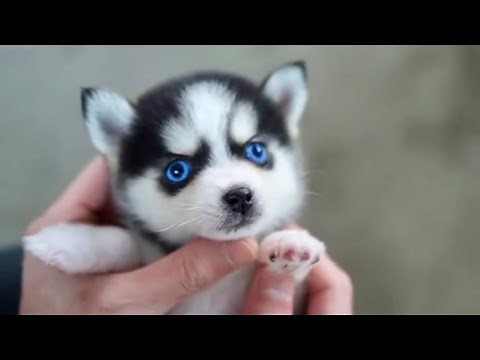 What Do You Get When Ordering Real Life Mini Husky Toy?