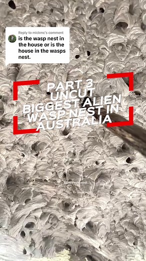 Replying to @mickmc PART 3 UNCUT Biggest Alien Wasp Nest in Australia @DAPPestControl #dappestcontrol #wasp #wasps #sting #alien #uap #aliennest #scary #creepy #bugs #insect #australia #uncut #nest #biggest #nature #fyp #foryou