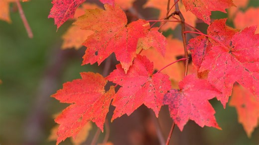 When does fall start? There are two answers. What to know