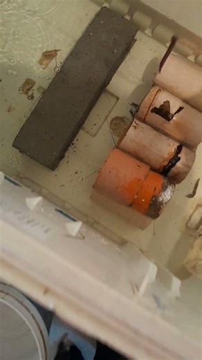 crayfish dinners earth worm