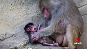 5.6K views · 61 reactions | More sad news out of Adelaide Zoo, with the death of a newborn baby baboon. Its mother Chappi is still cradling the baby boy's body. www.7plus.com.au/news #7News #AdelaideZoo | 7NEWS Adelaide | Facebook