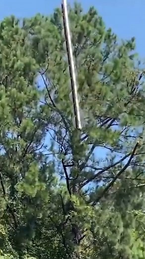 Now pruning high branches is not a problem anymore. | Media 2