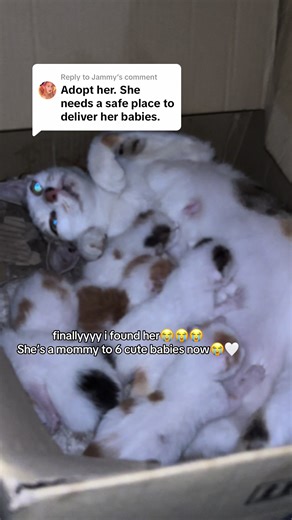 Calico Cat Found: A New Mom in Need of Support