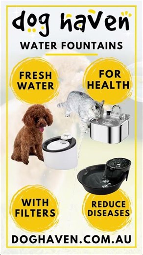 Water Fountains for dogs provide a continuous flow of fresh water | doghaven.com.au