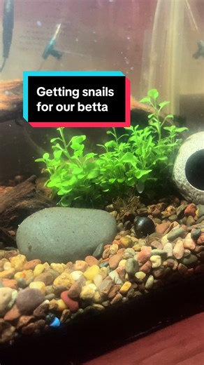 We had a bit of an adventure today but snails are all in our bettas tank and hopefully they help clean it up! #bettafish #petsmart #aquarium