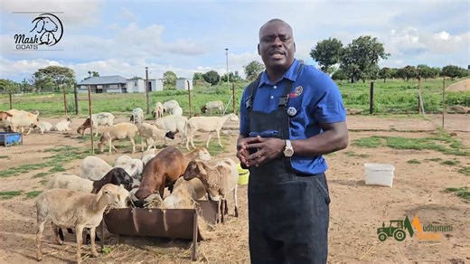 Mudhumeni Mukuru on Instagram: "Breeding Damara sheep is highly advantageous for sustainable, low-input farming, particularly in arid and semi-arid environments. Their unique genetic makeup, shaped by centuries of natural selection in Africa, allows them to thrive where other breeds struggle. Contact Mash Goats on 0779185306"