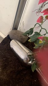 Mistake were made but hey the little guy is having a blast I do have an exclusive with videos just on there! You can join it on instagram by subscribing or joint the membership on Patreon (black_lake_reptiles). When you join you’re automatically put into give aways. First give away happens when I hit 50 subscribers! I do have merch as well link on my instagram profile #hognose #hognosesnake #hognosesnakesofinstagram #snake #snakes #snakesofinstagram #snek #reptile #reptiles #reptilesofinstagram 