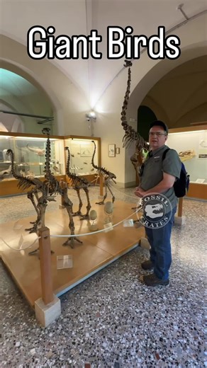 Look, Ma, no hands! Moa are completely wingless, lacking even vestigial wing bones. Owen famously first identified the moa from a single femur fragment in 1839. Moas were the large terrestrial herbivores of New Zealand. The South Island had Dinornis and Emeus living in lowland forests and shrublands and Euryapteryx in drier habitats. They had a great run from the Miocene until settlers arrived ~1280 CE. In ~200 years all 9 species were extinct :-(. Their closest relatives turn out to be the tina