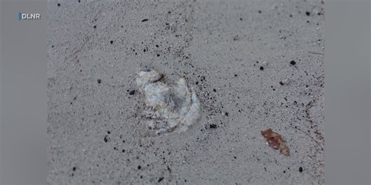 State warns of decomposing whale carcass off Kona coast