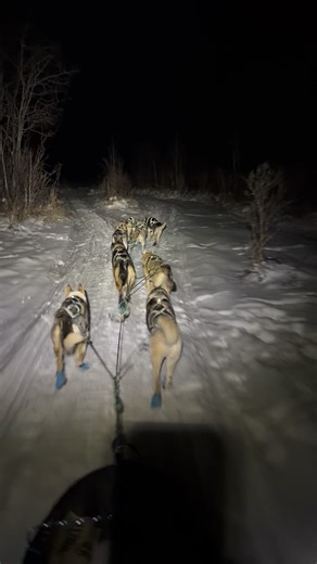 2 hours into the run. 10 below. Almost 20 miles in #siberianhusky i honestly dont mean to post so many videos of my dogs pooping lol | Jason Hutchins