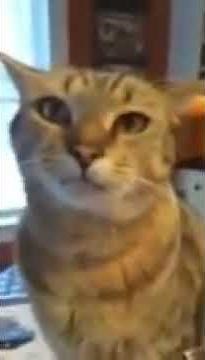 Cat Talks Back to Mom