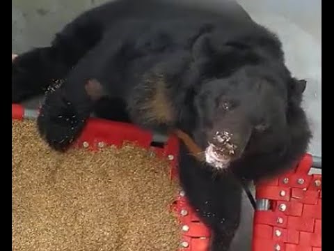 Rescued From Bile Farm Bears Forage For First Time In 20 Years 😋 | Animals Asia