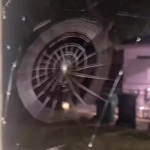 88K views · 2.1K reactions | A real web developer..  | Roar Wildlife News | Facebook